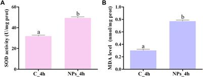 Transcriptomic analysis of oxidative stress mechanisms induced by acute nanoplastic exposure in Sepia esculenta larvae